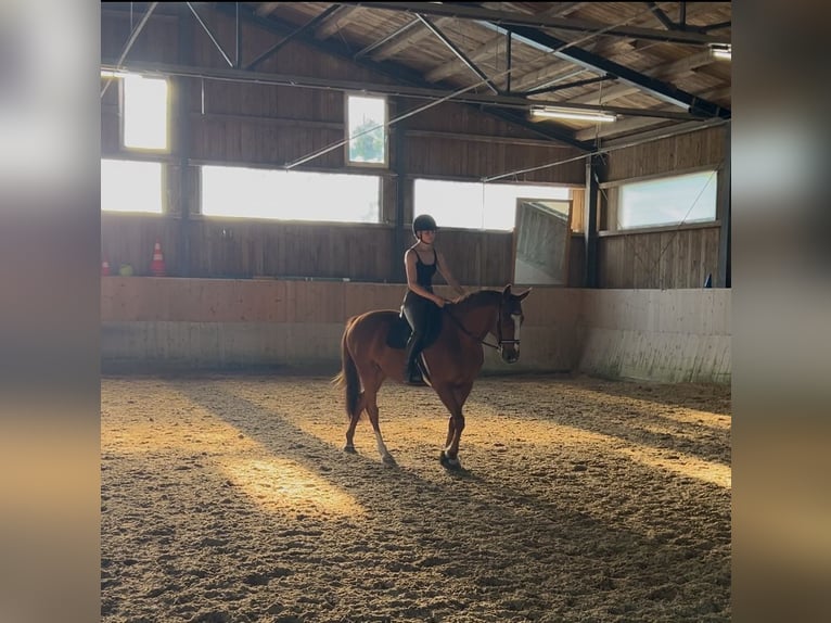 Hannoveriano Caballo castrado 9 años 167 cm Alazán in BischofswiesenBischofswiesen