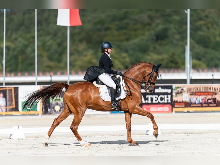 Hannoveriano Caballo castrado 9 años 167 cm Alazán in Slatinské Lazy