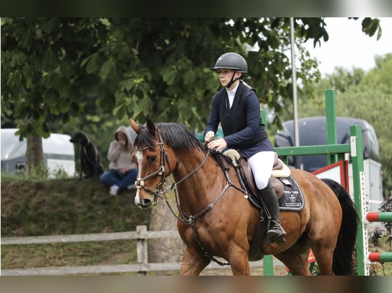 Hannoveriano Caballo castrado 9 años 167 cm Castaño in Saterland