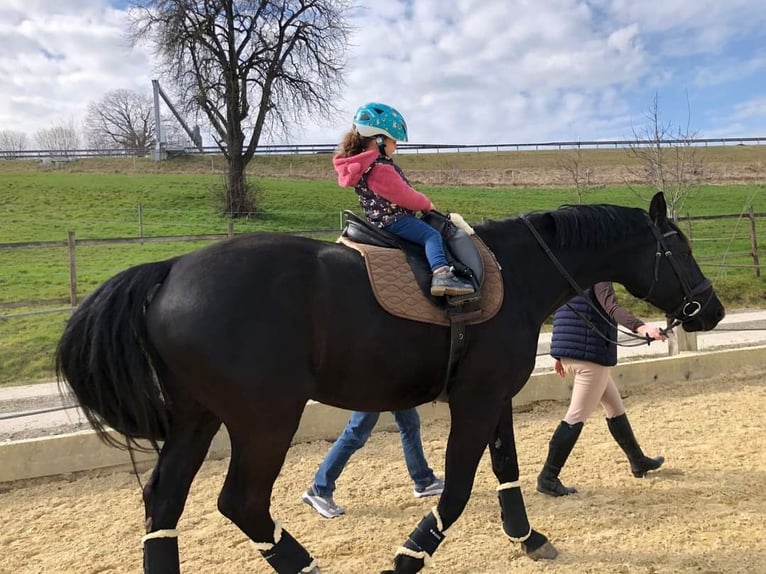 Hannoveriano Caballo castrado 9 años 167 cm Negro in Benken SG