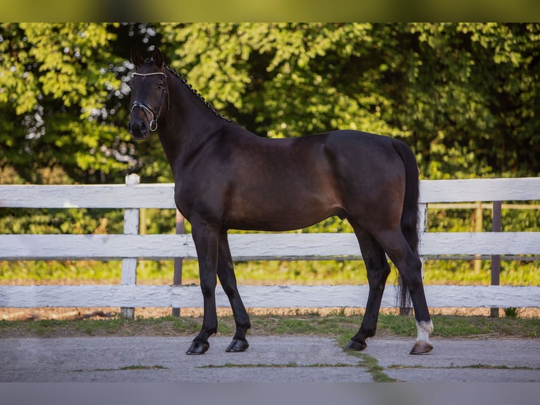 Hannoveriano Caballo castrado 9 años 168 cm Castaño in Bielefeld