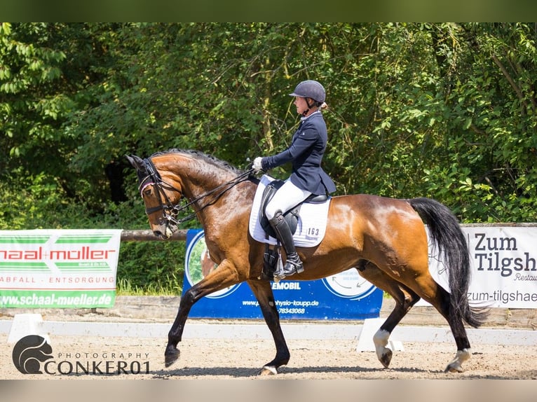 Hannoveriano Caballo castrado 9 años 168 cm Castaño in Magstadt