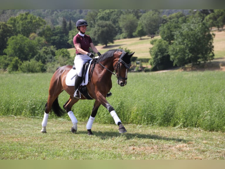 Hannoveriano Caballo castrado 9 años 168 cm Castaño in Magstadt