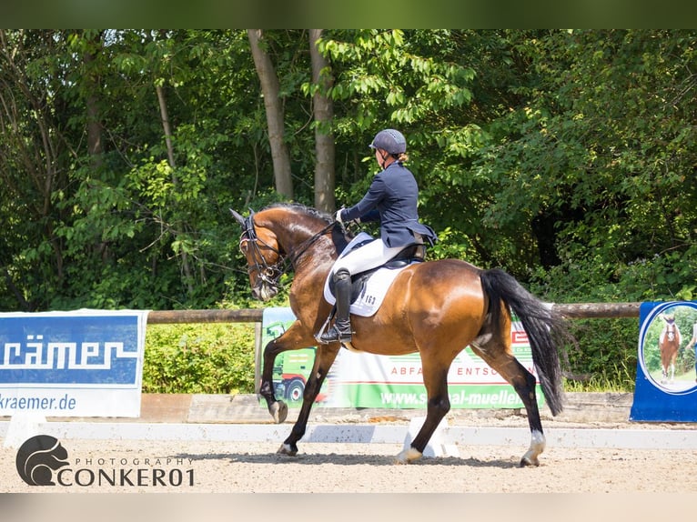 Hannoveriano Caballo castrado 9 años 168 cm Castaño in Magstadt