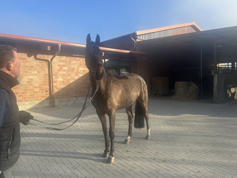 Hannoveriano Caballo castrado 9 años 168 cm Castaño oscuro in Stade