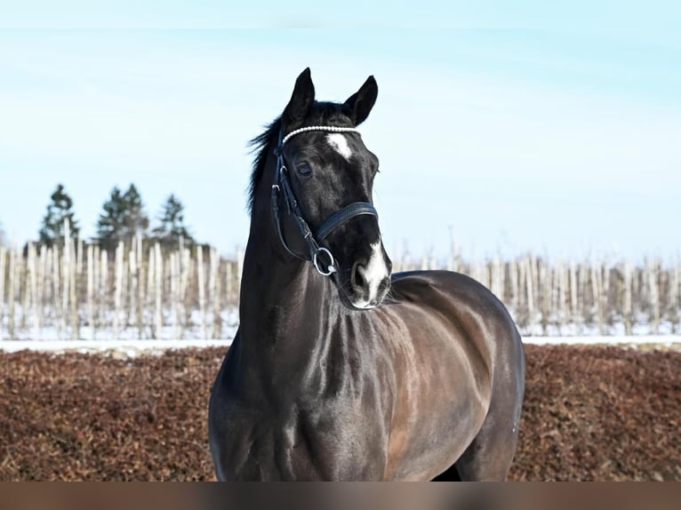 Hannoveriano Caballo castrado 9 años 168 cm Negro in Neuenkirchen
