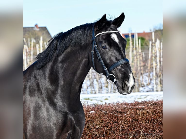 Hannoveriano Caballo castrado 9 años 168 cm Negro in Verden