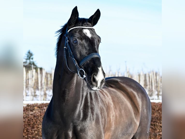 Hannoveriano Caballo castrado 9 años 168 cm Negro in Verden