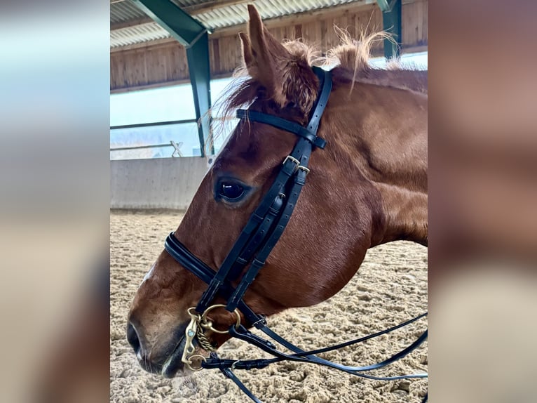 Hannoveriano Caballo castrado 9 años 169 cm Alazán in Weisendorf