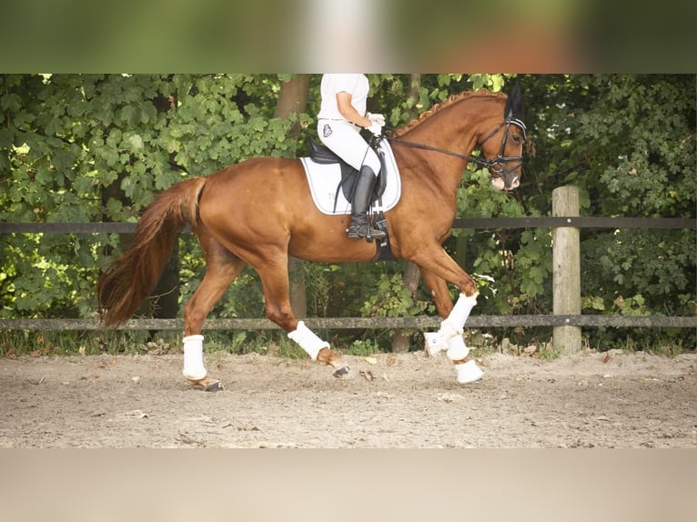 Hannoveriano Caballo castrado 9 años 170 cm Alazán in Pelmberg