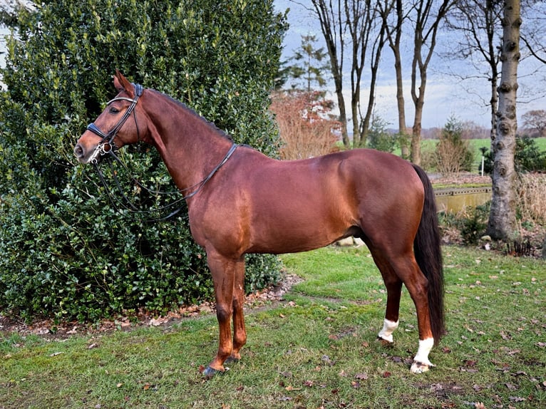 Hannoveriano Caballo castrado 9 años 170 cm Alazán-tostado in Bramstedt
