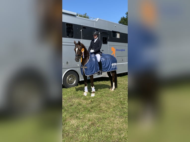 Hannoveriano Caballo castrado 9 años 170 cm Alazán-tostado in Kastorf