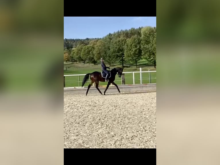 Hannoveriano Caballo castrado 9 años 170 cm Castaño in Viernheim