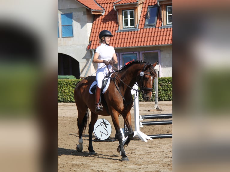 Hannoveriano Caballo castrado 9 años 170 cm Castaño in Wangels