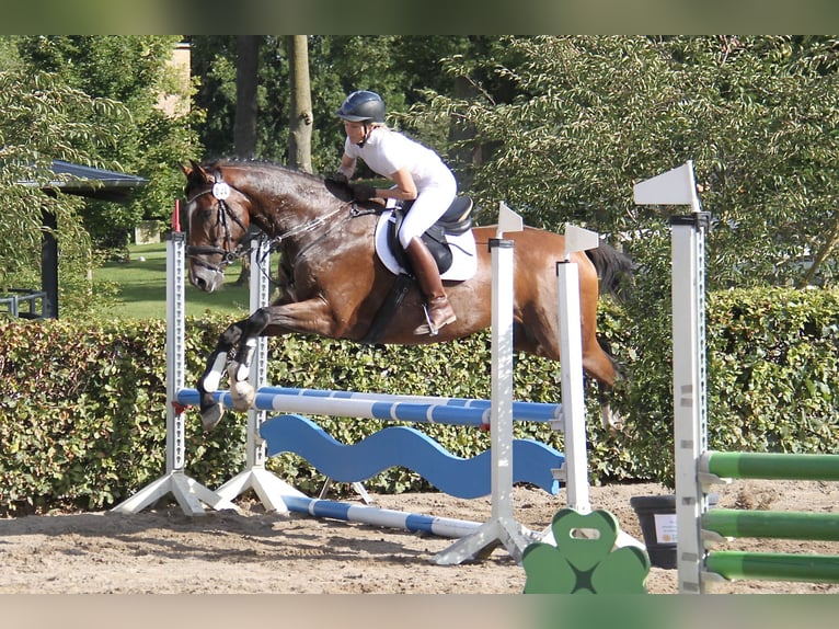Hannoveriano Caballo castrado 9 años 170 cm Castaño in Wangels