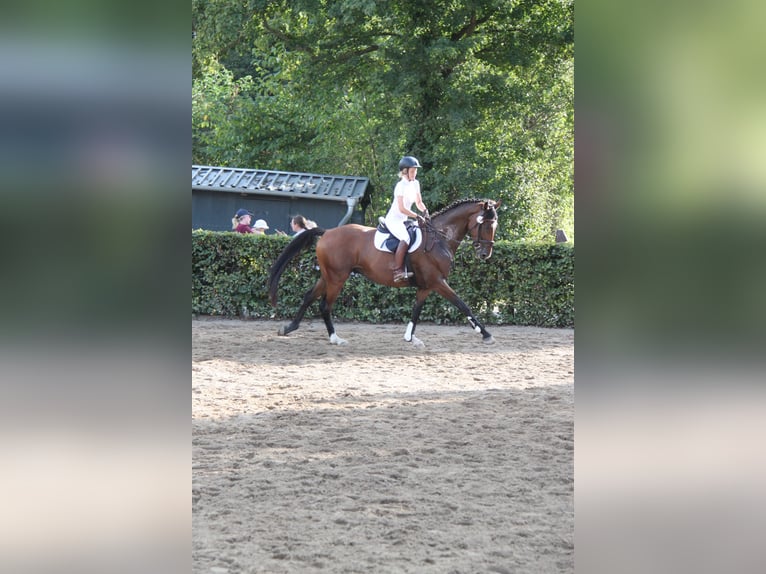 Hannoveriano Caballo castrado 9 años 170 cm Castaño in Wangels