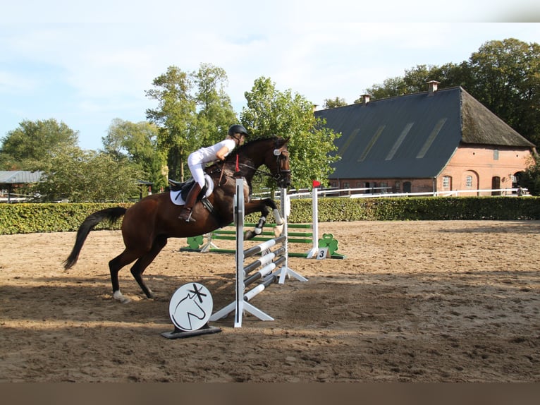 Hannoveriano Caballo castrado 9 años 170 cm Castaño in Wangels