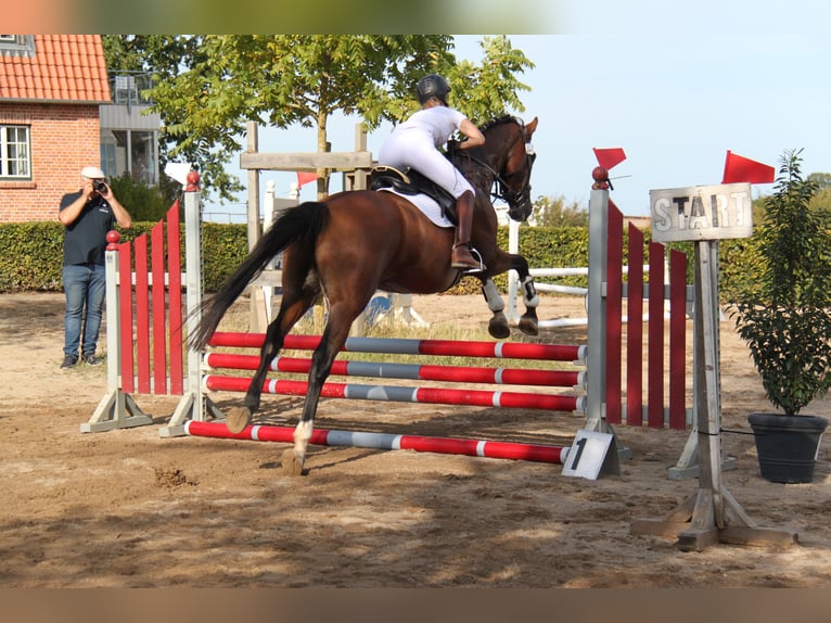 Hannoveriano Caballo castrado 9 años 170 cm Castaño in Wangels