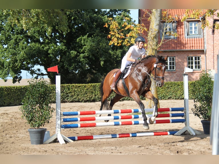 Hannoveriano Caballo castrado 9 años 170 cm Castaño in Wangels
