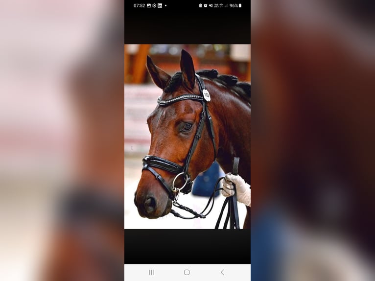 Hannoveriano Caballo castrado 9 años 170 cm Castaño oscuro in La Roche-sur-Yon