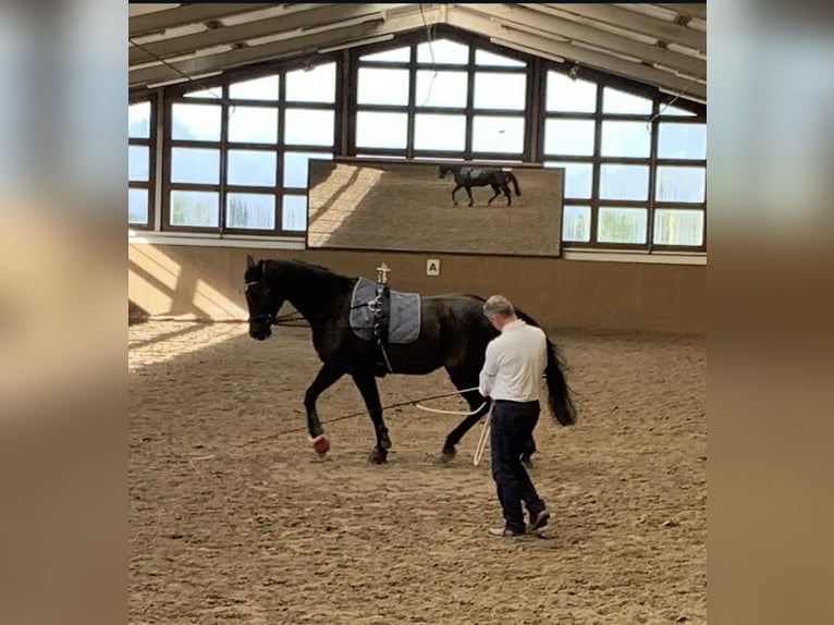 Hannoveriano Caballo castrado 9 años 170 cm Negro in Schneverdingen