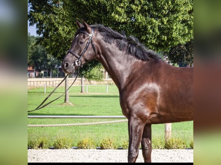 Hannoveriano Caballo castrado 9 años 170 cm Negro in Schneverdingen