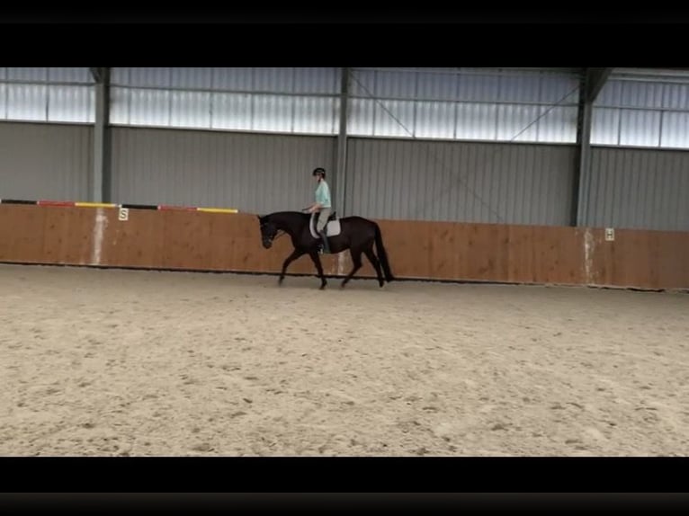 Hannoveriano Caballo castrado 9 años 170 cm Negro in Brinkum