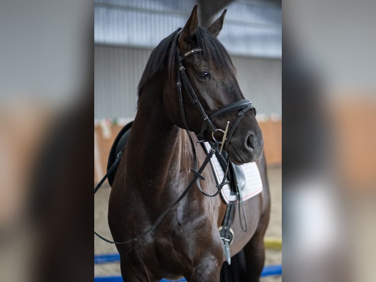 Hannoveriano Caballo castrado 9 años 170 cm Negro in Brinkum