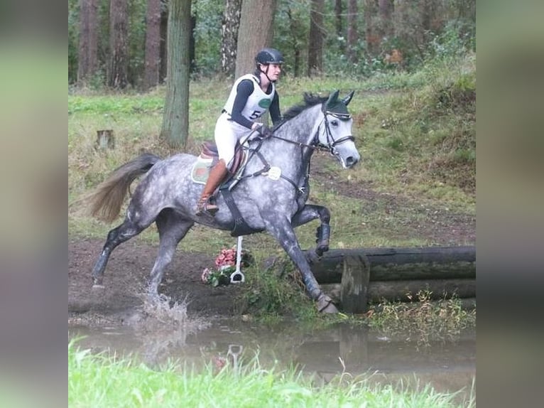 Hannoveriano Caballo castrado 9 años 170 cm Tordo rodado in Rottweil