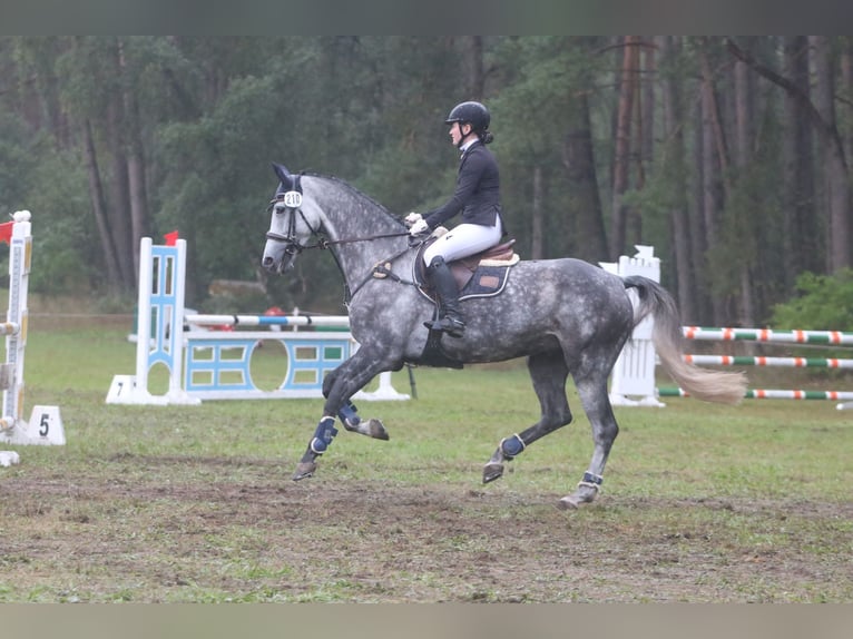 Hannoveriano Caballo castrado 9 años 170 cm Tordo rodado in Rottweil