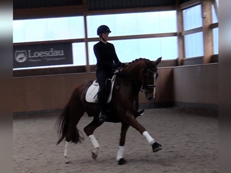 Hannoveriano Caballo castrado 9 años 171 cm Alazán in Linau