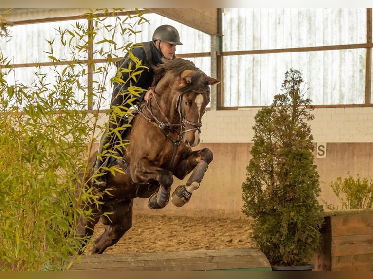Hannoveriano Caballo castrado 9 años 171 cm Alazán-tostado in Langenfeld