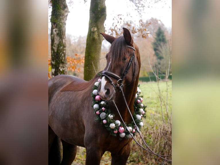 Hannoveriano Caballo castrado 9 años 171 cm Alazán-tostado in Langenfeld