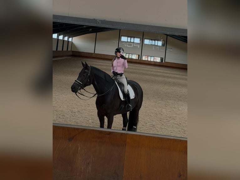 Hannoveriano Caballo castrado 9 años 171 cm  in Leopoldsburg