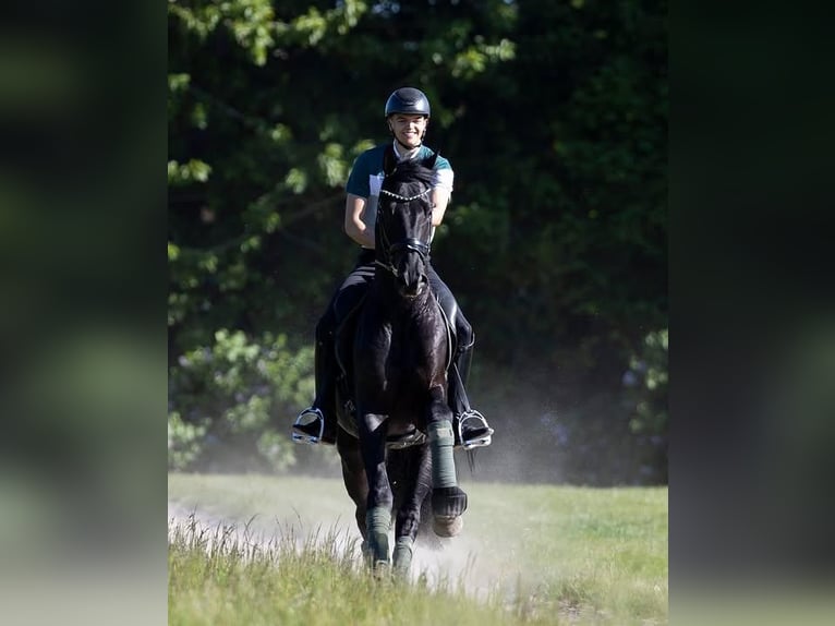 Hannoveriano Caballo castrado 9 años 171 cm  in Lausanne