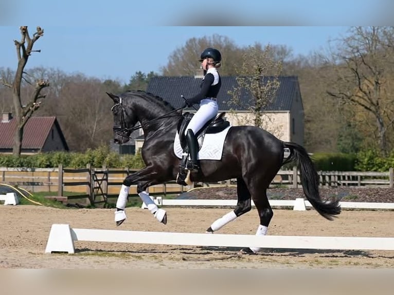 Hannoveriano Caballo castrado 9 años 171 cm  in Eindhoven