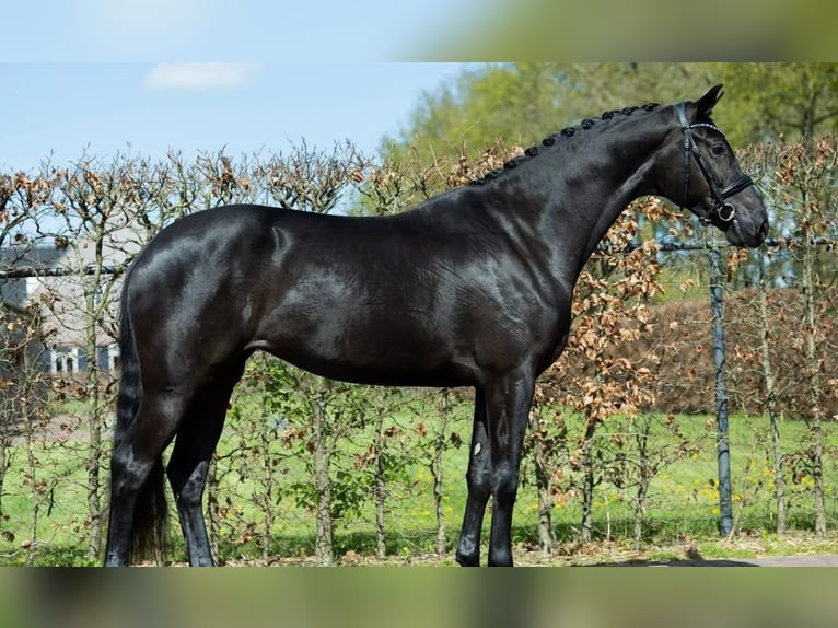 Hannoveriano Caballo castrado 9 años 171 cm  in Schiedam