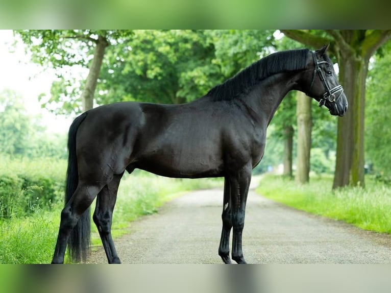 Hannoveriano Caballo castrado 9 años 171 cm  in Schiedam