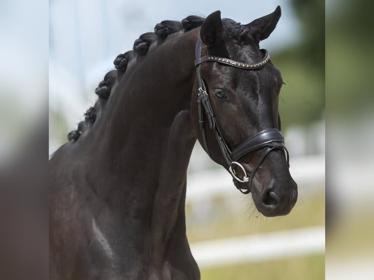 Hannoveriano Caballo castrado 9 años 171 cm  in Milano