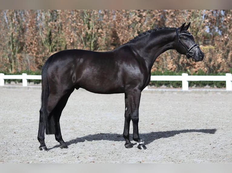 Hannoveriano Caballo castrado 9 años 171 cm  in Dresden