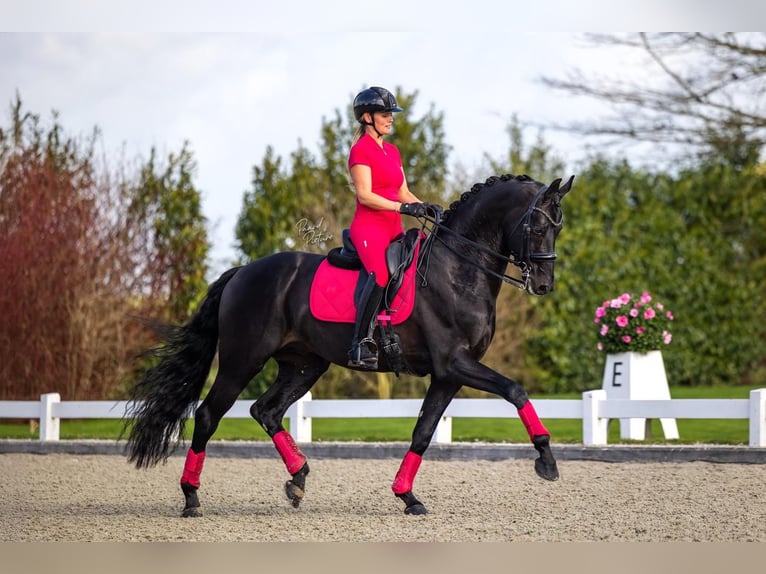 Hannoveriano Caballo castrado 9 años 171 cm  in Nordenham