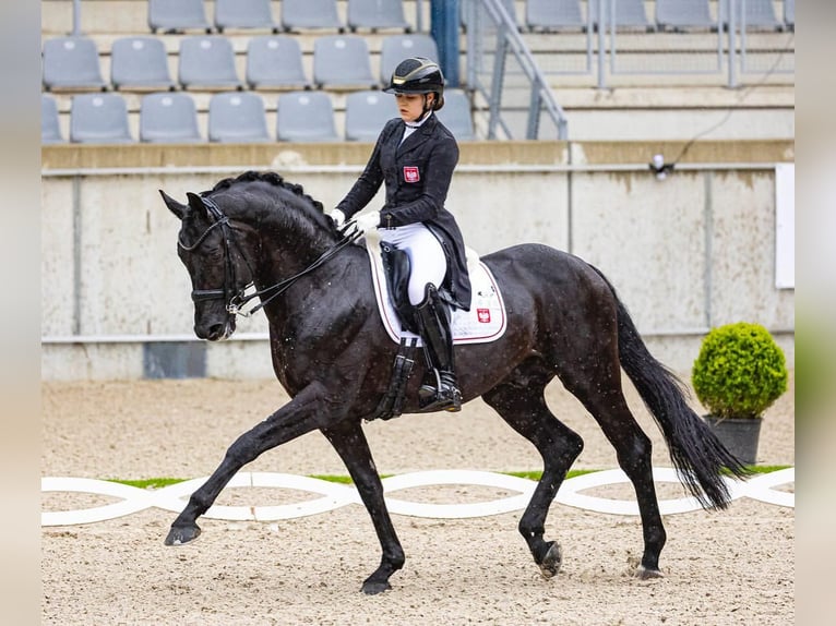 Hannoveriano Caballo castrado 9 años 171 cm  in Buchholz (Westerwald)