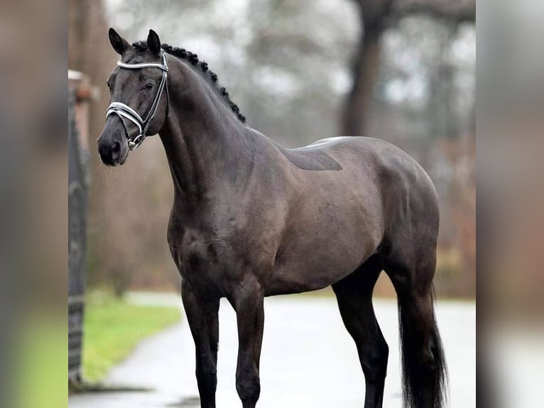 Hannoveriano Caballo castrado 9 años 171 cm  in Niederalm
