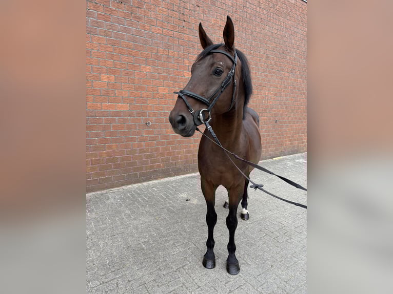 Hannoveriano Caballo castrado 9 años 171 cm Castaño in Westoverledingen