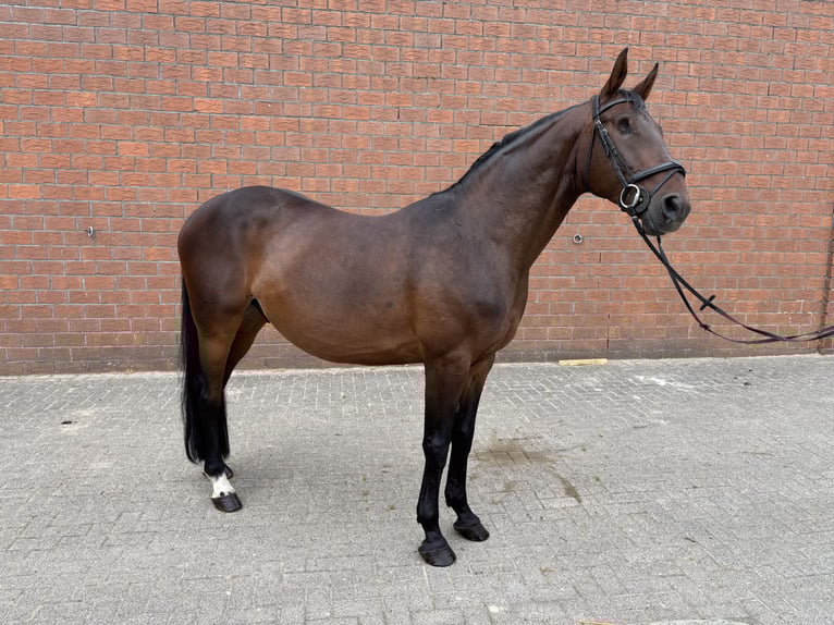 Hannoveriano Caballo castrado 9 años 171 cm Castaño in Westoverledingen