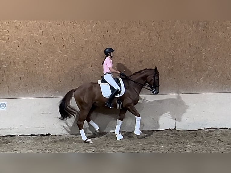 Hannoveriano Caballo castrado 9 años 172 cm Alazán in Wehringen