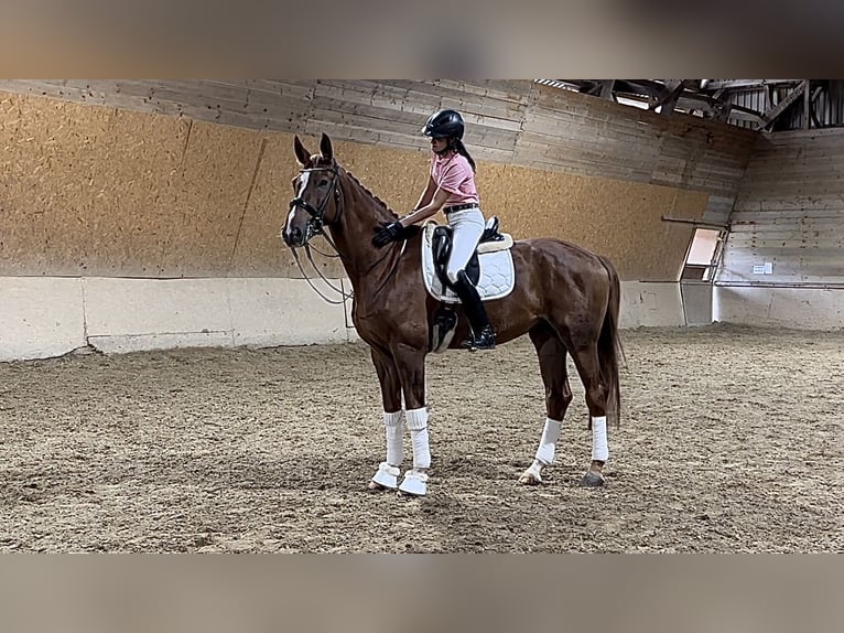 Hannoveriano Caballo castrado 9 años 172 cm Alazán in Wehringen