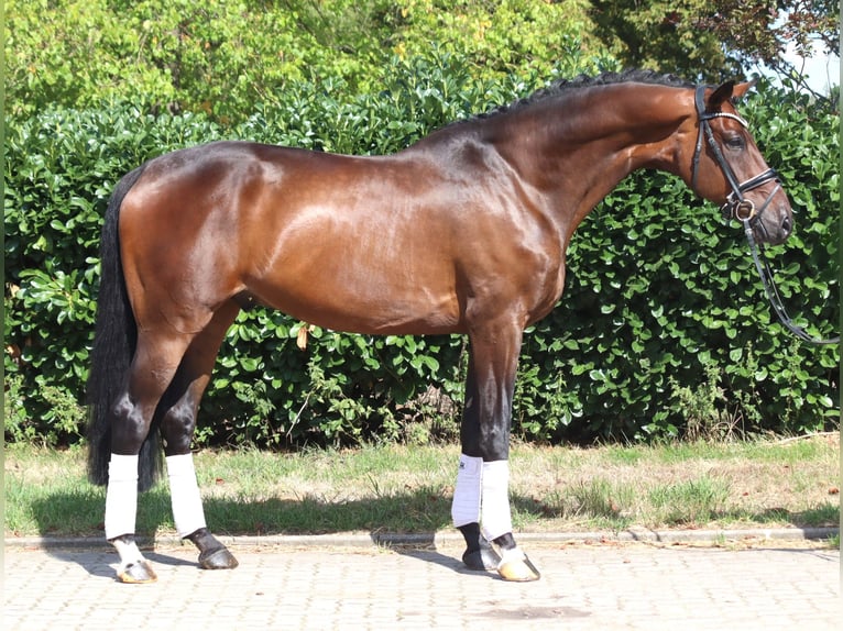 Hannoveriano Caballo castrado 9 años 172 cm Castaño in Selsingen