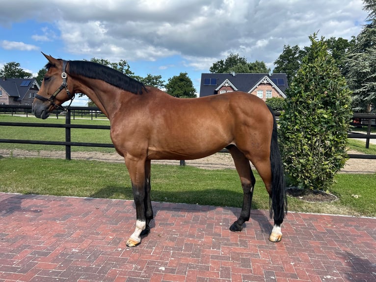 Hannoveriano Caballo castrado 9 años 172 cm Castaño in Hamburg Kirchwerder