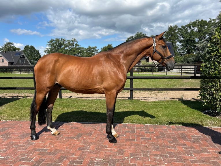 Hannoveriano Caballo castrado 9 años 172 cm Castaño in Hamburg Kirchwerder
